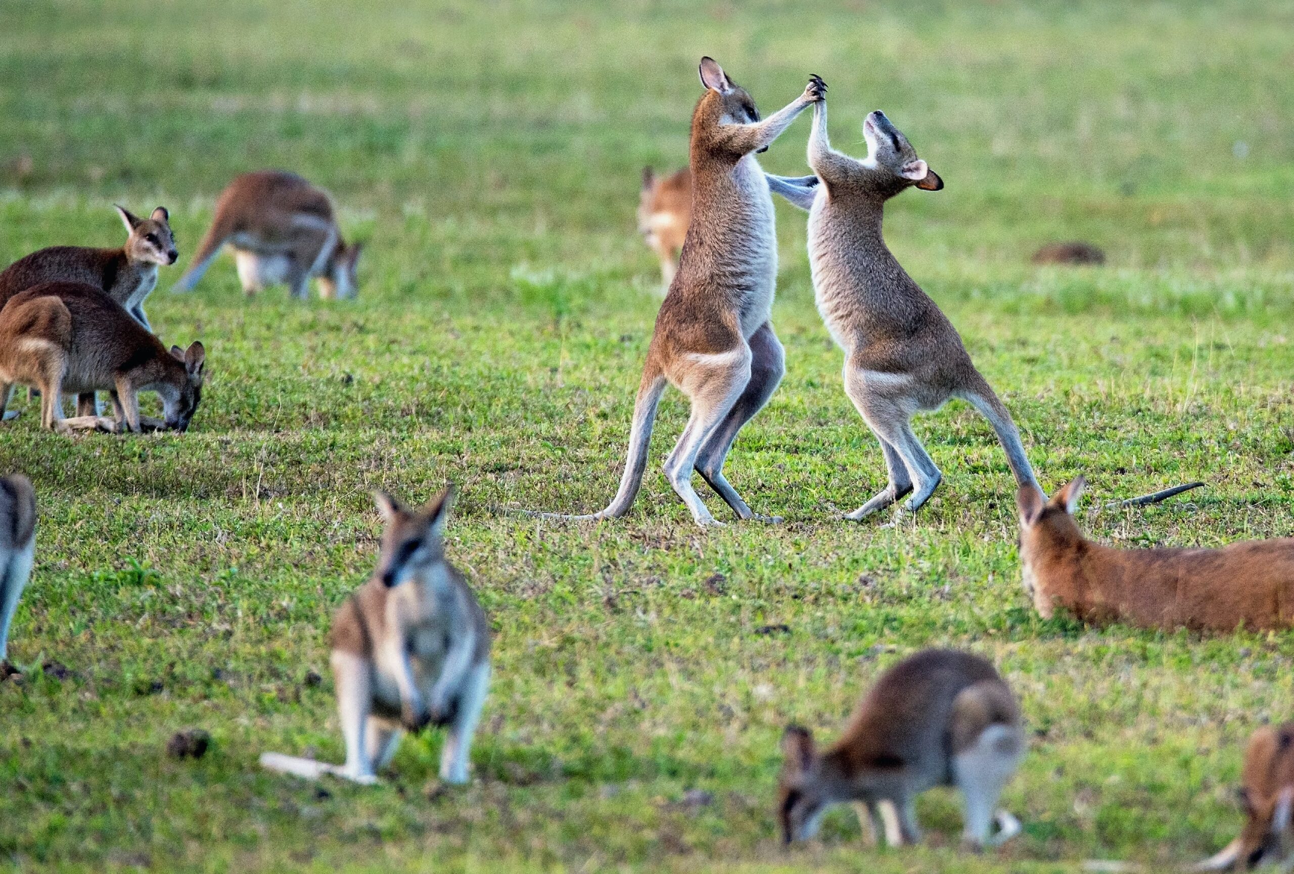 số lượng Kangaroo gấp đôi dân số